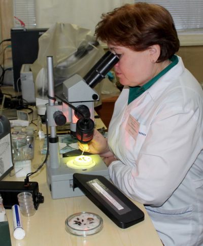 В Лаборатории карантинных фитосанитарных экспертиз и обследований за первую половину ноября проверили 1 732 образца