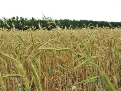 Отдел семеноводства и защиты растений: в 19 районах Омской области завершилась апробация сортовых посевов