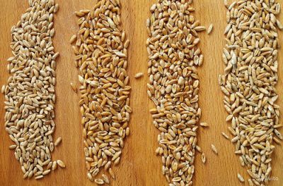 МСИ по определению ГМО в пшенице